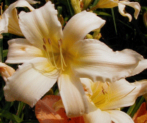 Photo of BELLE OF AMHERST